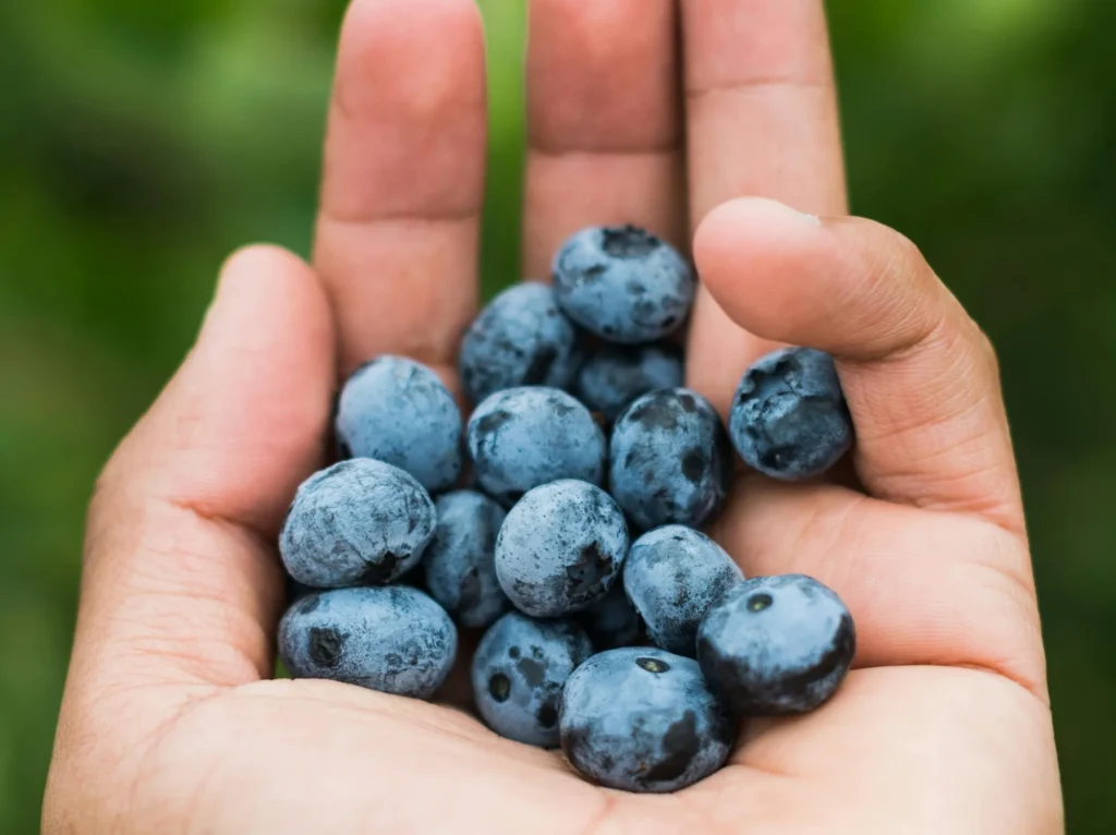 Avoberryfresh Blueberry 5