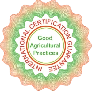Certificado Vn